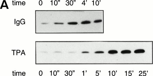 Fig. 2. Rap1 activation by stimulators of the respiratory burst in resting neutrophils. (A) Neutrophils were stimulated with 100 ng/mL TPA or IgG-coated latex beads. Samples were taken at indicated time points after stimulation. Rap1 activity was determined as described in the legend to Fig 1. (B) Respiratory burst induced in resting neutrophils by TPA (100 ng/mL) measured using a Clark oxygen electrode.