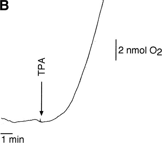 Fig. 2. Rap1 activation by stimulators of the respiratory burst in resting neutrophils. (A) Neutrophils were stimulated with 100 ng/mL TPA or IgG-coated latex beads. Samples were taken at indicated time points after stimulation. Rap1 activity was determined as described in the legend to Fig 1. (B) Respiratory burst induced in resting neutrophils by TPA (100 ng/mL) measured using a Clark oxygen electrode.
