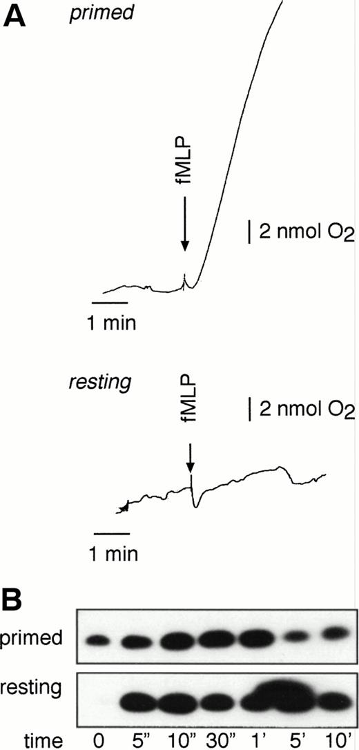 Fig. 3. Rap1 activation in resting and primed neutrophils. Rap1 activity is measured in primed and resting neutrophils. Neutrophils were primed by 20 minutes of 0.1 nmol/L GM-CSF stimulation. Subsequently, resting and primed neutrophils were stimulated with 1 μmol/L fMLP for the indicated time points. (A) Oxygen consumption was measured with a Clark oxygen electrode. (B) Rap1 activation was measured in neutrophils from the same donor as (A). Representative examples of at least three independent experiments are shown.