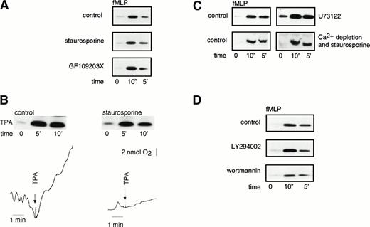 Fig. 5. fMLP- and TPA-induced Rap1 activation is independent of PKC. (A) fMLP-induced Rap1 activation is not inhibited by PKC inhibitors. Neutrophils were preincubated for 5 minutes with 200 nmol/L staurosporine or 10 minutes with 5 μmol/L GF109203X. Neutrophils were then stimulated with 1 μmol/L fMLP for 10 seconds and 5 minutes. As a control, untreated neutrophils of the same donor were used. (B) TPA-induced Rap1 activity is not inhibited by a PKC inhibitor. Neutrophils were stimulated with 100 ng/mL TPA for 5 and 10 minutes after preincubation for 5 minutes with 200 nmol/L staurosporine or buffer. Oxygen consumption was measured with a Clark oxygen electrode to measure the functionality of staurosporine treatment. Representative examples of at least three independent experiments are shown. (C) Inhibition of PLCβ does not influence Rap1 activity. Neutrophils were preincubated with 1 μmol/L U73122 (PLCβ inhibitor) for 3 minutes and subsequently stimulated with 1 μmol/L fMLP. (D) Rap1 activity is not inhibited by PI-3 kinase inhibitors. Neutrophils were preincubated with the PI-3 kinase inhibitors LY294002 (10 μmol/L) or wortmannin (100 nmol/L) for 5 minutes. Samples were taken after preincubation and 10 seconds and 5 minutes after 1 μmol/L fMLP stimulation. As a control, neutrophils of the same donor without preincubation were used. Representative examples of at least three independent experiments are shown.