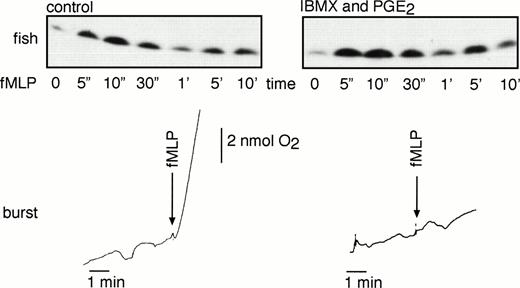 Fig. 6. Rap1 activation is not inhibited by PGE2treatments. Neutrophils of a healthy donor were preincubated for 10 minutes with 100 μmol/L IBMX followed by 30 seconds of incubation with 30 μmol/L PGE2. Cells were stimulated with 1 μmol/L fMLP, and Rap1 activity was measured after the indicated time points. As a control, untreated neutrophils were stimulated with the same amount of fMLP. Respiratory burst was measured to control for the functionality of the cAMP treatment. Representative examples of at least three independent experiments are shown.