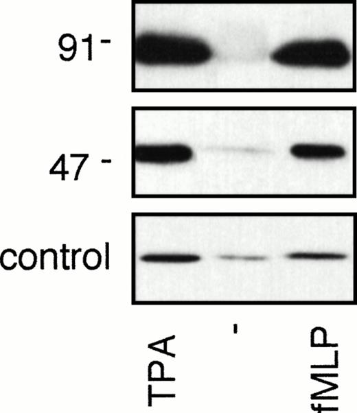 Fig. 7. Rap1 activation is independent of the presence of a functional NADPH oxidase complex. (A) Neutrophils of a p91phox-deficient or a p47-deficient patient were stimulated for 5 minutes with 100 ng/mL TPA or 1 μmol/L fMLP. Rap1 GTP was isolated using GST-Ral-GDS RBD as described in the legend to Fig 1.