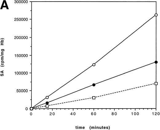 Fig. 1. Specific activity (SA) time-course over 2 hours in an untransfused patient with HbE/β thalassemia (IVS 1-130). The incubation temperatures are 37°C (A) and 41°C (B). Synthesis is linear at 37°C, suggesting that there is no significant hemoglobin instability. At 41°C, the curve flattens after 1 hour, consistent with hemoglobin instability. (□) γ; (•) βE; (○) .
