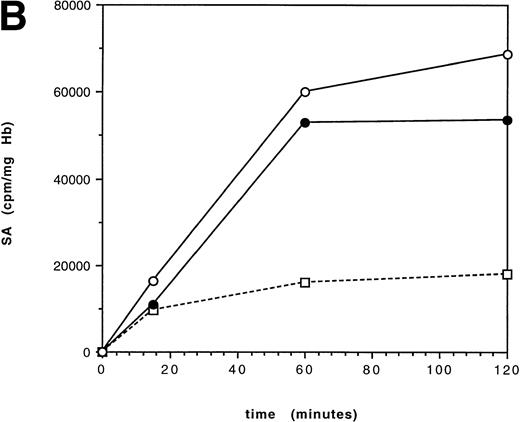 Fig. 1. Specific activity (SA) time-course over 2 hours in an untransfused patient with HbE/β thalassemia (IVS 1-130). The incubation temperatures are 37°C (A) and 41°C (B). Synthesis is linear at 37°C, suggesting that there is no significant hemoglobin instability. At 41°C, the curve flattens after 1 hour, consistent with hemoglobin instability. (□) γ; (•) βE; (○) .