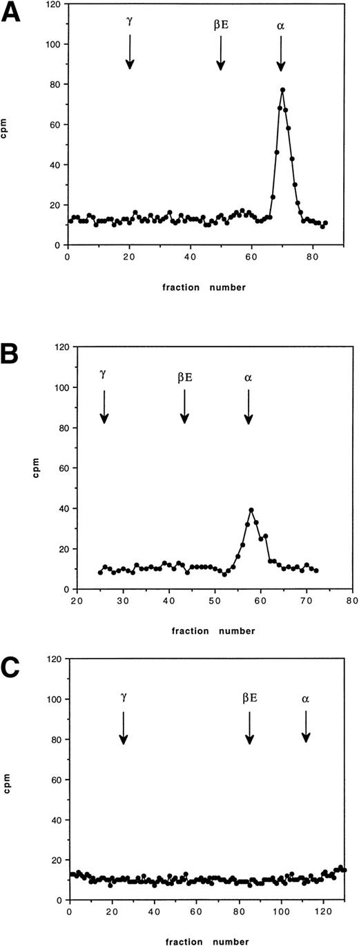 Fig. 4. Cation exchange chromatography of pulse-radiolabeled globin chains in an HbE/β thalassemic (Cd16) at 37°C, showing globin binding to the membrane 30 minutes, 2 hours, and 12 hours after removal of the radiolabeled leucine. The arrows show the position of each globin peak as determined by the separation of the nonradiolabeled protein. The vertical axis shows counts per minute (cpm). The initial peak of globin is lost after 12 hours.