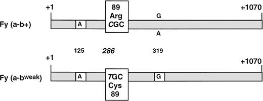 Fig. 3. Schematic comparative structure of the DARC cDNAs isolated from whole blood of Fy(a−b+) and Fy(a−bweak) donors. The full-length major isoform (spliced) of the FY transcripts was isolated by RT-PCR. The nucleotide sequences of Fy(a−b+) and Fy(a−bweak) cDNA clones were identical, except for the C286T substitution (+1 taken as the erythroid cap site) resulting in the Arg89Cys polymorphism on the DARC protein. G was found at nucleotide position 319 in all clones from four unrelated Fy(a−bweak) donors, whereas G or A, resulting in Ala100Thr amino acid change, could be found in the FY*B allele from Fy(a+b+) and Fy(a-b+) donors. The nucleotide residue found at the Fya/Fyb-associated polymorphic position (G125A) is indicated.