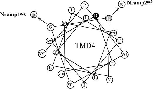 Fig. 2. Helical wheel representation of predicted TMD4 of Nramp1 and Nramp2. The structure of TMD4 of both Nramp1 and Nramp2 is represented as a helical wheel. The Nramp2 residue is given first when amino acid differences exist between Nramp1 and Nramp2. The positions of the G185R Nramp2 mutation in mk mice and the G169D Nramp1 mutation in bcg mice (corresponding to G184 in Nramp2) are shown. G185 is indicated with a gray circle and D192, which lies close to G185 in this projection, is indicated with a black circle.