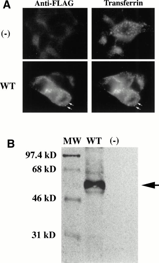 Fig. 3. Wild-type Nramp2 colocalizes with cell-associated transferrin and is expressed on the cell surface. Expression constructs containing epitope-tagged Nramp2 cDNAs were transfected into HEK293T cells. (A) Two days posttransfection, cells were allowed to take up Texas-red transferrin, and then permeabilized for FITC immunostaining of the FLAG-Nramp2 proteins. Cells transfected withNramp2 in the antisense (-) orientation (upper left panel) did not stain for FLAG and served as a negative control. These cells did, however, take up Texas-red transferrin as expected (upper right panel). Cells transfected with FLAG-Nramp2 in the sense orientation show colocalization of Nramp2 protein with transferrin (bottom panels). Arrows highlight similarities in punctate staining of intracellular structures. (B) Two days posttransfection, cells were incubated with a membrane-impermeable form of biotin to label cell surface proteins. Cells were then solubilized in RIPA buffer, and FLAG-Nramp2 was immunoprecipitated using a specific antibody against the FLAG epitope. Proteins were resolved on a 10% SDS-polyacrylamide gel, transferred, and probed with streptavidin-HRP to detect biotin using enhanced chemiluminescence. Cells transfected with FLAG-Nramp2 in the sense direction resulted in abundant immunoprecipitation product (lane 2, arrow). Cells transfected with Nramp2 in the antisense direction did not produce any immunoprecipitation product (lane 3). Sizes of molecular weight standards (lane 1) are indicated on the left. In this system, we consistently find that the apparent molecular weight of Nramp2 is smaller than the predicted molecular weight of 63 kD.