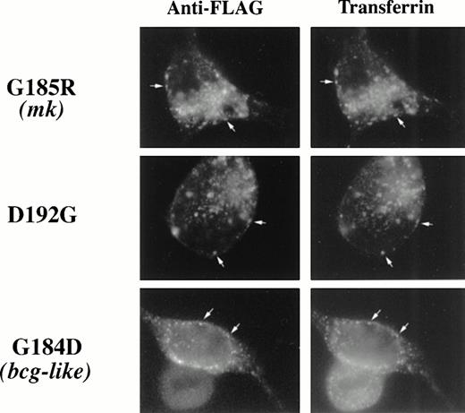 Fig. 4. TMD4 mutations in Nramp2 do not alter localization to transferrin cycle endosomes. Epitope-tagged G185R, G184D, and D192GNramp2 cDNA mutant constructs were transfected into HEK293T cells and cells were treated as described in Fig 3A. All three mutant forms of Nramp2 show colocalization with Texas-red transferrin.