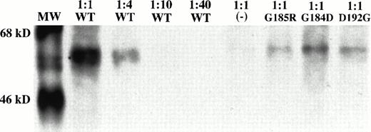 Fig. 5. TMD4 mutations in Nramp2 do not alter localization to the plasma membrane, but result in decreased protein levels. Epitope-tagged wild-type, G185R, G184D, and D192G Nramp2 cDNA mutant constructs were transfected into HEK 293T cells, and cells were treated as described in Fig 3B. To quantitate the reduction in mutant protein levels, the cell lysate from cells transfected with wild-typeNramp2 was diluted 1:4, 1:10, and 1:40 in RIPA buffer. The amount of undiluted protein (lane 2) and diluted protein (lanes 3 to 5) was then compared with the amount of undiluted mutant protein detected (lanes 7 to 9). The antisense (-) control is shown in lane 6. Sizes of molecular weight standards (lane 1) are indicated on the left.