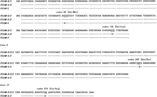 Fig. 1. Nucleotide sequence variations of CD31 alleles (A-E). The dashes indicate identity with PECAM-B/C or B/D/E. The alleles (A-E) were tentatively named in the present study (see Table 2). Only those alleles observed have been illustrated here.