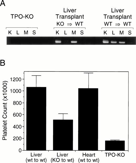 Fig. 1. RT-PCR analysis and platelet counts in liver specific Tpo-KO mice. Liver from Tpo-KO mice or wild-type littermates were transplanted in normal recipients, as previously described. (A) Tpo mRNA expression was analyzed in the kidney (K), liver (L), muscle (M), and spleen (S) by RT-PCR. (B) Platelet counts were measured from retroorbital bleeds 12 weeks after transplant; n = 6 mice per group.