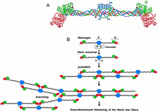 Fig. 1. Schematic representation of human fibrinogen. The α chain is shown in blue, the β chain in green, and the γ chain in red. The black arrowheads indicate thrombin cleavage sites on the α chain. Glycosylation sites are shown as purple hexagons, while the calcium ions within the γ chains are represented as purple spheres (A). Schematic diagram showing the initial process of fibrin polymerization. The central nodules contain the amino-termini of all six chains(α,β,γ)2 and are referred to as the “E” regions, named after a fragment obtained by limited plasmin digestion of fibrin. They are flanked by two symmetric coiled coils that terminate in the distal “D” nodules. After the cleavage of fibrinopeptide A by thrombin, the newly exposed polymerization site “A” binds to the polymerization pocket “a” that is part of the γ chain of fibrin(ogen). The fibrin monomers thus align in a half-staggered, two-stranded arrangement to form long fibrils. Branch points and junctions occur sporadically (only one type is depicted here), contributing to the formation of a three-dimensional mesh (B).