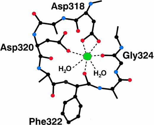 Fig. 3. Specific molecular interactions between the fibrinogen γ chain and the calcium ion. The calcium ion is liganded by two aspartate side chains, two carbonyl oxygen atoms, and two water molecules.55