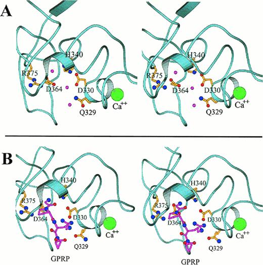 Fig. 4. Close-up stereo views of the γ chain polymerization site “a” showing the interactions within the polymerization pocket for both the uncomplexed protein (A) and for the complex with GPRP (B), based on the rFbgγC30 structures. The mutation sites that affect the polymerization pocket are indicated in ball-and-stick representation. In (A), the water molecules that form hydrogen bonds with the displayed side chains are shown as pink spheres. In (B), the peptide GPRP is represented in pink. The calcium ion is shown in green, and is enlarged for emphasis.