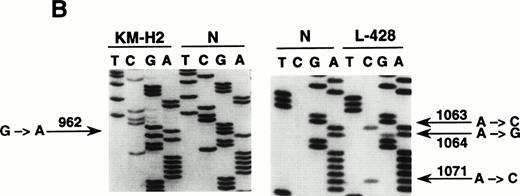 Fig. 3. Mutational analysis of the 5′ noncoding regions ofBCL-6 in HD cell lines. (A) Analysis by PCR-SSCP. Representative results obtained for PCR products E1.11 and E1.12 are shown. HD cell lines are indicated at the top of each lane by their conventional denomination. A positive control (POS), represented by a tumor sample known to harbor BCL-6 5' mutations, as well as a normal (N) sample, represented by a lymphoblastoid cell line, are also included for each PCR-SSCP fragment shown. Samples were scored positive when their migration pattern differed from the normal control (N) and the migration abnormalities could not be ascribed to population polymorphisms. Among the samples shown, cell lines scored as positive included L-428 for PCR products E1.11 and 1.12 and KM-H2 for PCR product E1.12. (B) Analysis by DNA direct sequencing. The nucleotide sequence of each case shown in the figure is matched to the sequence of a normal control (N) displaying germline BCL-6 alleles. The position of mutations is indicated (arrow) by the nucleotide number of the corresponding BCL-6 germline sequence (the first nucleotide of the BCL-6 cDNA was arbitrarily chosen as position +1).