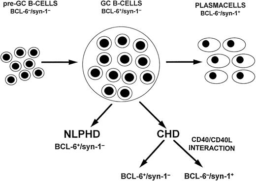 Fig. 4. A model of HD histogenesis. The proposed model is based on the expression pattern of BCL-6 and syn-1 throughout physiologic B-cell differentiation. B cells within the GC display the BCL-6+/syn-1− phenotype, whereas B cells that have exited the GC and have undergone further maturation toward the plasma cell stage exhibit the BCL-6−/syn-1+ phenotype. On this basis, neoplastic cells of NLPHD consistently express the BCL-6+/syn-1− phenotype and thus closely reflect the GC phenotype. Conversely, RS cells of CHD may express either the BCL-6+/syn-1− phenotype or the BCL-6−/syn-1+ phenotype, consistent with further maturation toward the late stages of B-cell differentiation. Most CHD cases display only BCL-6−/syn-1+RS cells, whereas a fraction of CHD displays a mixture of BCL-6+/syn-1− and BCL-6−/syn-1+ RS cells, suggesting heterogeneity in the differentiation stage of the neoplastic clone. The CD40 molecule is expressed on neoplastic cells of both NLPHD and HD, whereas expression of CD40L by reactive T cells is restricted to the case of CHD and is consistently absent in NLPHD. In CHD containing both BCL-6+/syn-1− and BCL-6−/syn-1+ RS cells, CD40L+ T cells preferentially cluster around BCL-6−/syn-1+ RS cells. This model suggests that CD40/CD40L-mediated interactions between tumor and reactive cells modulate the differentiation of the neoplastic clone and is consistent with the in vitro observation that CD40/CD40L interactions downregulate BCL-6 in B cells with a GC phenotype.