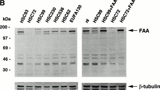 Fig. 1. Generation of an affinity-purified rabbit polyclonal antibody against FAA that specifically detects FAA in Western blotting and immunoprecipitation experiments. (A) Western blot showing the approximately 37-kD His-FAA1 fusion protein in bacterial extracts and after purification using the affinity-purified antibody. The His-tagged fusion protein encompasses the first 321 amino-terminal residues of FAA and was used to raise the antibody. Lysates derived from noninduced bacteria or isopropyl-β-thiogalactopyranoside (IPTG)-induced bacteria are indicated with (−) or (+), respectively, and the purified protein with (P). (B) Western blot using extracts derived from normal cells or cells representing five different FA complementation groups. The FAA-specific band of approximately 163 kD is indicated. Blots were reprobed with an anti–β-tubulin antibody as a control for the amount of protein loaded per lane. Lymphoblastoid cell lines used represent the following FA subtypes: HSC93 and nl, normal cells; HSC72 and HSC99, FA-A; HSC230, FA-B; HSC536, FA-C; HSC62, FA-D; EUFA130, FA-E. HSC72+FAA indicates HSC72 cells stably transduced with a retroviral vector expressing FAA. HSC99+FAA indicate cells that were stably transfected with an episomal expression vector containing the FAA cDNA. (C) Immunoprecipitation of FAA from whole-cell extracts, generated in RIPA buffer, from metabolically labeled COS1 cells either mock-transfected (−) or transiently transfected with pcDNA-FAA5.5 (+).