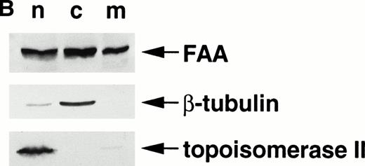 Fig. 2. FAA is present in both the nuclear and the cytoplasmic compartment. (A) (see page 2232) Costaining of FAA and IgG heavy chain-tagged FAC in transiently transfected Hela cells by immunofluorescence. (B) Western blotting on subcellular fractions derived from 293 cells transiently expressing FAA. n, nuclear fraction; c, cytosollic fraction; m, membrane fraction.