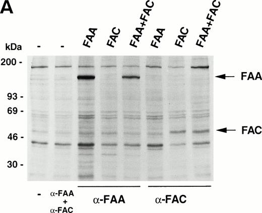 Fig. 3. FAA and FAC do not interact. (A) Immunoprecipitation experiments using extracts derived from metabolically labeled 293 cells that were transiently transfected with the indicated vectors expressing FAA or FAC. Extracts were prepared in RIPA buffer. (B) Immunoprecipitation of FAA and FAC using extracts derived from 293 cells transiently expressing FAA, FAC, or FAA and FAC as indicated. Extracts were prepared in medium salt buffer. Arrowheads indicate the heavy and light chains of the antibodies. (C) Coprecipitation experiments with in vitro–translated35S-methionine–labeled FAA and FAC under low salt conditions. Total reticulocyte lysate was loaded in lanes marked FAA-lysate and FAC-lysate; control indicates total lysate without template DNA. Full-length FAA and FAC are indicated.