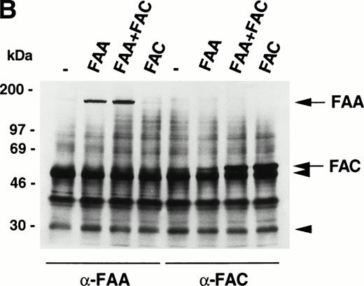 Fig. 3. FAA and FAC do not interact. (A) Immunoprecipitation experiments using extracts derived from metabolically labeled 293 cells that were transiently transfected with the indicated vectors expressing FAA or FAC. Extracts were prepared in RIPA buffer. (B) Immunoprecipitation of FAA and FAC using extracts derived from 293 cells transiently expressing FAA, FAC, or FAA and FAC as indicated. Extracts were prepared in medium salt buffer. Arrowheads indicate the heavy and light chains of the antibodies. (C) Coprecipitation experiments with in vitro–translated35S-methionine–labeled FAA and FAC under low salt conditions. Total reticulocyte lysate was loaded in lanes marked FAA-lysate and FAC-lysate; control indicates total lysate without template DNA. Full-length FAA and FAC are indicated.