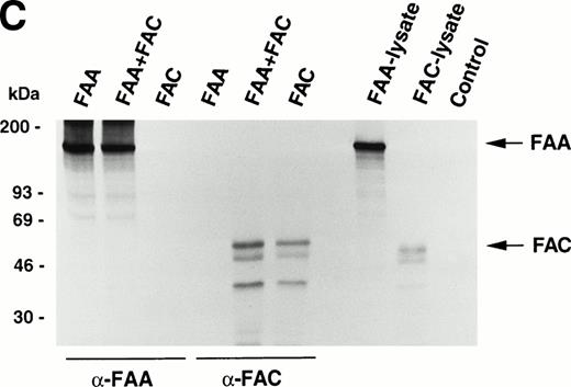 Fig. 3. FAA and FAC do not interact. (A) Immunoprecipitation experiments using extracts derived from metabolically labeled 293 cells that were transiently transfected with the indicated vectors expressing FAA or FAC. Extracts were prepared in RIPA buffer. (B) Immunoprecipitation of FAA and FAC using extracts derived from 293 cells transiently expressing FAA, FAC, or FAA and FAC as indicated. Extracts were prepared in medium salt buffer. Arrowheads indicate the heavy and light chains of the antibodies. (C) Coprecipitation experiments with in vitro–translated35S-methionine–labeled FAA and FAC under low salt conditions. Total reticulocyte lysate was loaded in lanes marked FAA-lysate and FAC-lysate; control indicates total lysate without template DNA. Full-length FAA and FAC are indicated.