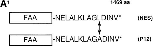 Fig. 4. Depletion of FAA from the nucleus abolishes its ability to complement MMC hypersensitivity in FA-A lymphoblasts. (A) Schematic representation of FAA-NES and FAA-P12. The double-headed arrow indicates the amino acid substitution leading to inactivation of the NES. (B) (see page 2232) Immunofluorescence microscopy using pcDNAFAA-NES in transiently transfected Hela cells. (C) Western blot showing the stable expression of FAA, FAA-NES, and FAA-P12 in HSC72 cells. (D) MMC sensitivity assays of the HSC72-derived stable transfectants. (□), Control; (▪), FAA; (○), FAA-P12; (•), FAA-NES. A representative experiment is shown.