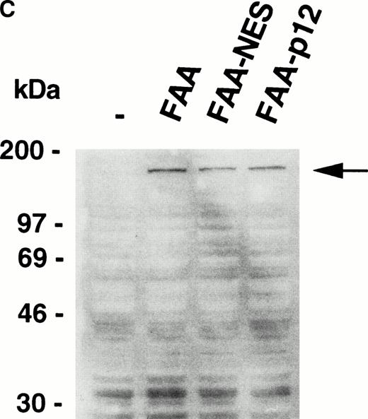 Fig. 4. Depletion of FAA from the nucleus abolishes its ability to complement MMC hypersensitivity in FA-A lymphoblasts. (A) Schematic representation of FAA-NES and FAA-P12. The double-headed arrow indicates the amino acid substitution leading to inactivation of the NES. (B) (see page 2232) Immunofluorescence microscopy using pcDNAFAA-NES in transiently transfected Hela cells. (C) Western blot showing the stable expression of FAA, FAA-NES, and FAA-P12 in HSC72 cells. (D) MMC sensitivity assays of the HSC72-derived stable transfectants. (□), Control; (▪), FAA; (○), FAA-P12; (•), FAA-NES. A representative experiment is shown.