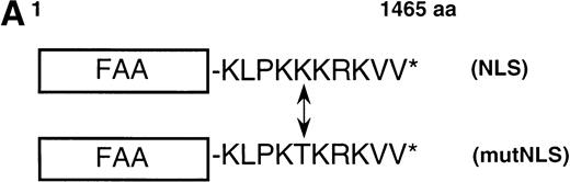 Fig. 5. Nuclear-targeted FAA is fully functional in complementing MMC sensitivity. (A) Schematic representation of FAA-NLS and FAA-mutNLS. (B) (see page 2232) Visualization of FAA-NLS transiently expressed in HeLa cells by immunofluorescence microscopy. (C) Western blot showing the stable expression of FAA-NLS and FAAmutNLS in HSC72 cells. (D) MMC sensitivity assays of the HSC72-derived stable transfectants. (□), Control; (▪), FAA; (•), FAA-NLS; (○), FAA-mutNLS. A representative experiment is shown.
