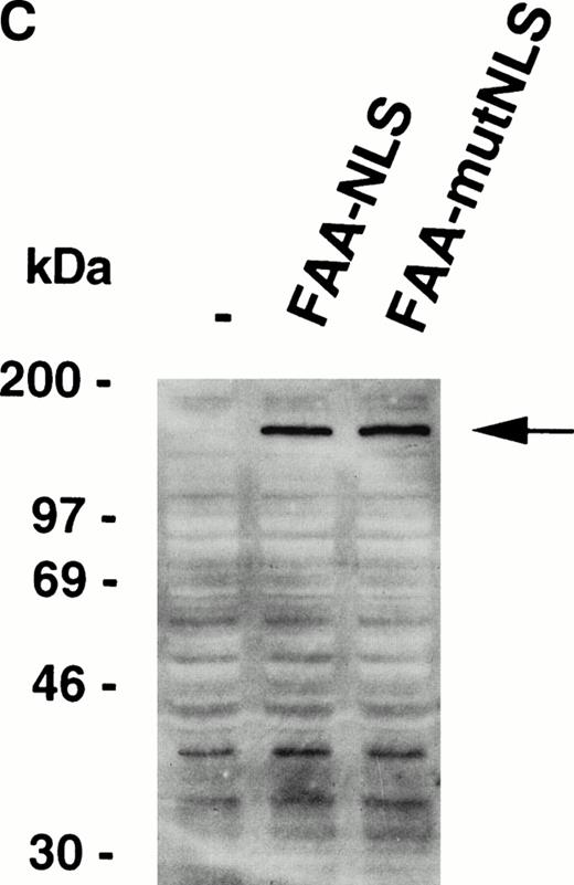 Fig. 5. Nuclear-targeted FAA is fully functional in complementing MMC sensitivity. (A) Schematic representation of FAA-NLS and FAA-mutNLS. (B) (see page 2232) Visualization of FAA-NLS transiently expressed in HeLa cells by immunofluorescence microscopy. (C) Western blot showing the stable expression of FAA-NLS and FAAmutNLS in HSC72 cells. (D) MMC sensitivity assays of the HSC72-derived stable transfectants. (□), Control; (▪), FAA; (•), FAA-NLS; (○), FAA-mutNLS. A representative experiment is shown.