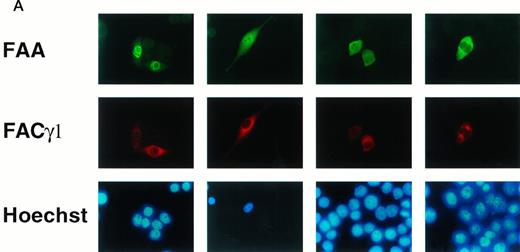 Fig. 2. FAA is present in both the nuclear and the cytoplasmic compartment. (A) (see page 2232) Costaining of FAA and IgG heavy chain-tagged FAC in transiently transfected Hela cells by immunofluorescence. (B) Western blotting on subcellular fractions derived from 293 cells transiently expressing FAA. n, nuclear fraction; c, cytosollic fraction; m, membrane fraction.