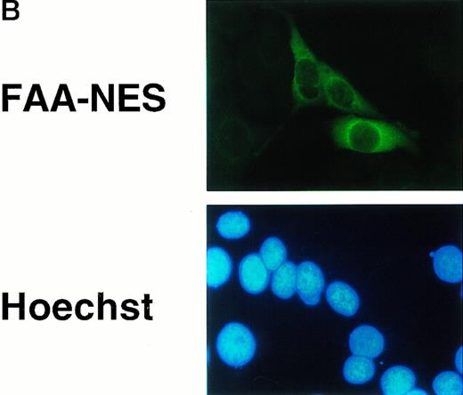 Fig. 4. Depletion of FAA from the nucleus abolishes its ability to complement MMC hypersensitivity in FA-A lymphoblasts. (A) Schematic representation of FAA-NES and FAA-P12. The double-headed arrow indicates the amino acid substitution leading to inactivation of the NES. (B) (see page 2232) Immunofluorescence microscopy using pcDNAFAA-NES in transiently transfected Hela cells. (C) Western blot showing the stable expression of FAA, FAA-NES, and FAA-P12 in HSC72 cells. (D) MMC sensitivity assays of the HSC72-derived stable transfectants. (□), Control; (▪), FAA; (○), FAA-P12; (•), FAA-NES. A representative experiment is shown.