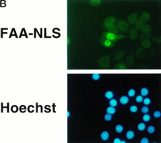 Fig. 5. Nuclear-targeted FAA is fully functional in complementing MMC sensitivity. (A) Schematic representation of FAA-NLS and FAA-mutNLS. (B) (see page 2232) Visualization of FAA-NLS transiently expressed in HeLa cells by immunofluorescence microscopy. (C) Western blot showing the stable expression of FAA-NLS and FAAmutNLS in HSC72 cells. (D) MMC sensitivity assays of the HSC72-derived stable transfectants. (□), Control; (▪), FAA; (•), FAA-NLS; (○), FAA-mutNLS. A representative experiment is shown.