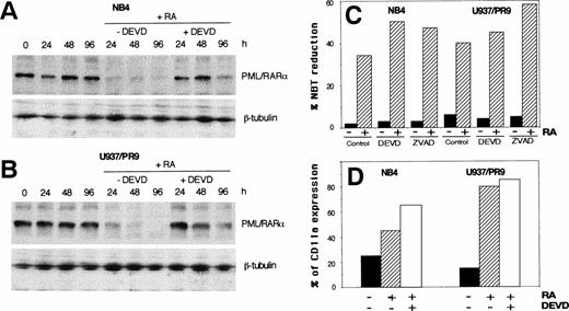Fig. 4. Time-dependent inhibition of 1 μmol/L RA-induced PML/RARα degradation by 100 μmol/L DEVD in (A) NB4 cells and (B) Zn-induced U937/PR9 cells. Immunoblot analysis was performed on total cellular proteins using an anti-RARα antibody (Santa Cruz Biotechnology). β-tubulin antibody was used for loading control. (C and D) Effect of DEVD and zVAD on cell differentiation in cells grown in the absence (black bars) or in the presence of 1 μmol/L RA for 96 hours (diagonal bars) evaluated by NBT reduction test (C) or quantitative expression of CD11a antigen (D).