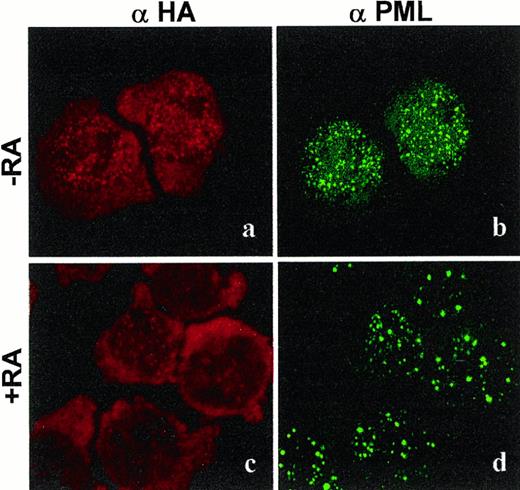 Fig. 7. Immunofluorescence analysis in Zn-induced U937/HA-PR1 cells analyzed after 24 hours in the absence (a and b) or in the presence (c and d) of 1 μmol/L RA using the monoclonal anti-HA (a and c) or the polyclonal anti-PML3 antibodies (b and d).
