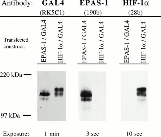 Fig. 2. Antibody specificity and relative sensitivity of MoAb 190b (EPAS-1) and MoAb 28b (HIF-1α). Immunoblots of whole cell extracts from COS-1 cells transfected with either pGN/EPAS19-870 or pGN/HIF-1α28-826, resulting in expression of fusion proteins with the N-terminal Gal4 DNA binding domain. Aliquots of the EPAS-1/GAL and HIF-1α/GAL extracts were analyzed in parallel using antibodies to Gal4 (RK5C1), EPAS-1 (190b), and HIF-1α (28b). After initial analysis with the Gal4 MoAb (not shown), the amount of each extract loaded was adjusted to give approximately equal signal with this antibody (left) indicating similar amounts of EPAS-1 and HIF-1α fusion proteins. The antibodies to EPAS-1 (middle) and HIF-1α (right) specifically recognized the appropriate fusion protein. Film exposure times are shown below each panel, indicating differences in the sensitivity of detection. The positions of MW markers are shown on the left.