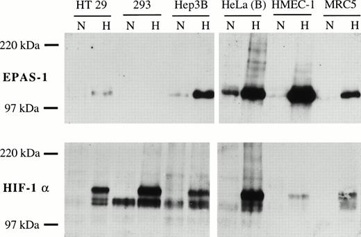 Fig. 3. Expression of normoxic and hypoxic EPAS-1 and HIF-1α protein in six human cell lines. Cells were cultured in parallel in normoxia (N) or 1% oxygen (H) for 4 hours. Whole-cell extracts (50 μg) were analyzed for EPAS-1 (MoAb 190b, top) and HIF-1α (MoAb 28b, bottom). Exposure time was 30 seconds for EPAS-1 and 120 seconds for HIF-1α, so that sensitivity of detection for the two proteins is approximately equal. The HeLa(B) hypoxic extract was independently shown to contain approximately equal amounts of EPAS-1 and HIF-1α by direct comparison with transfected COS-1 cell extracts.