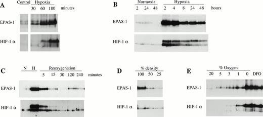 Fig. 5. Characterization of induction of EPAS-1 and HIF-1α by hypoxia. Immunoblots of HeLa(B) cell whole-cell extracts (100 μg) with MoAb 190b (upper panels) and MoAb 28b (lower panels). (A) Cells were exposed to 1% oxygen for 30 to 180 minutes. (B) Cells were exposed to normoxia or 1% oxygen for 2 to 48 hours. (C) Cells were incubated in normoxia (N) or 1% oxygen (H) for 16 hours and harvested at different times following return to normoxia (Reoxygenation). (D) Cells were seeded at different densities and cultured under normoxic conditions. (E) Cells on gas-permeable dishes were exposed to different oxygen concentrations or 100 μmol/L DFO for 6 hours.
