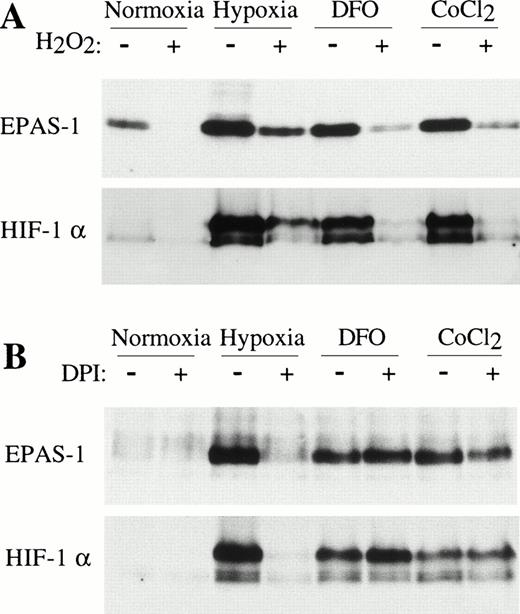 Fig. 7. Effect of hydrogen peroxide and diphenylene iodonium on levels of EPAS-1 and HIF-1α. Immunoblots of whole-cell extracts (100 μg) from HeLa(B) cells with MoAb 190b (upper panels) and MoAb 28b (lower panels). (A) Cells were incubated in normoxia (N), 1% oxygen (H), 100 μmol/L DFO or 100 μmol/L cobalt chloride (CoCl2). The presence (+) or absence (−) of 1 mmol/L hydrogen peroxide (H2O2) is indicated. (B) A similar experiment examining the effect of 5 μmol/L DPI.