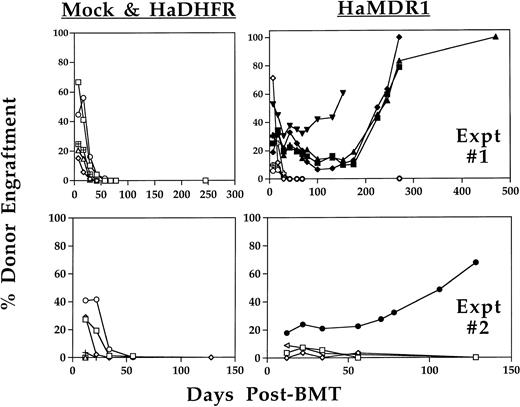 Fig. 2. Long-term analysis of engraftment with donor BM in nonirradiated recipients. HW80 recipient mice were injected for 5 consecutive days with transduced BM cells (C57) that had been expanded in culture for 12 to 16 days. Later the same day, mice were treated with trimetrexate (130 mg/kg) and NBMPR-P (20 mg/kg). Beginning at 1 week posttransplant, donor C57 Hb levels were quantitated by electrophoresis on cellulose acetate gels. Persistent engraftment was only seen in mice receiving expanded BM cells transduced with MDR1 (5 of 12). Engrafted mice included: MDR 7 (▪), MDR 11 (▴), MDR 18 (⧫), MDR 20 (▾), and from the second experiment MDR 15 (•). No stable engraftment was seen with mock-transduced (0 of 8) or DHFR-transduced (0 of 8) expanded BM. Engraftment levels in mice receiving mock-transduced BM (+ symbol) were low to undetectable, thus many of these symbols are not seen on the graph. Mice without evidence of long-term engraftment are indicated with open symbols. Shown are mice from two separate expansion experiments.