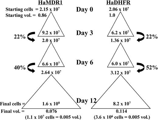 Fig. 4. Total cell expansion and percent hind limb volume calculation of cultured cells from a representative experiment. Starting cell numbers before expansion are indicated at the top of each triangle and represent either donor volume fractions (vol.) of 0.86 or 1.0 for HaMDR1 or HaDHFR, respectively. Total cell numbers expanded during each culture period and this expansion is represented by a triangle. The cell numbers before replating on days 3, 6, and 12 are indicated inside the base of each triangle. On days 3 and 6 only a fraction of the cells were replated (arrows) while the rest were discarded. This resulted in a decrease in the fraction donor volume remaining. Thus, on day 12 the fraction donor hind limb volume remaining was very low (bottom of each column) despite the significant increase in cell number relative to day 0. The number of cells injected into individual mice, and the corresponding donor volumes they represent, are shown below in parentheses.
