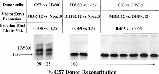 Fig. 5. Competitive repopulation assay to determine the relative stem cell content of ex vivo–expanded BM versus fresh nonexpanded marrow. C57 donor BM cells were transduced with the HaMDR1 vector. HW80 donor BM cells were transduced with the HaDHFR vector. Cells were expanded for 12 days in culture and then combined at the indicated hind limb volumes. 0.005 hind limb volumes of expanded cells were competed against 0.25 hind limb volumes of fresh competing marrow. MDR1 expanded cells competed effectively against fresh HW80 marrow despite the unfavorable donor volume ratio (left). DHFR-expanded marrow was completely outcompeted by fresh C57 marrow (middle). When MDR1 (C57) cells were competed against DHFR (HW80) cells at equal hind limb volumes, mice reconstituted solely with MDR1 marrow, indicating a much greater stem cell content (right; mouse identification numbers are 5, 6, 7, 8, 9, and 10).