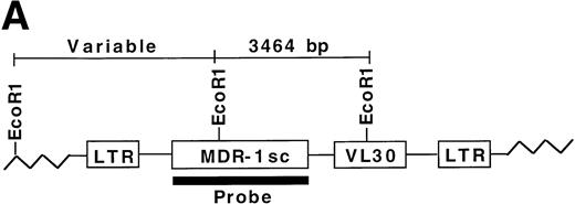 Fig. 6. Secondary CFU-S analysis for HaMDR1-transduced primitive hematopoietic cells. At time points from 10 to 24 weeks posttransplant, primary recipients from MDR1 versus DHFR competitive repopulation mice (n = 6) and MDR 15 were killed and BM cells were injected into secondary recipients. Day 12 CFU-S were obtained and DNA was prepared for Southern blot analysis. (A) DNA was restricted with EcoR1 and hybridized with a full-length MDR1 probe that allowed for simultaneous identification of a known fragment size and integration-site analysis. (B) A band of the expected size (3,464 bp, arrow) was seen in all CFU-S examined (88 of 88) from seven individual primary mice. Seventeen representative CFU-S are shown from primary mice nos. 5, 6, and 7 from Fig 5. Negative controls included CFU-S from mice transplanted with untransduced BM and showed two bands presumably from the endogenous MDR genes. Multiple integration patterns could be seen in CFU-S from mice receiving cells from the same expansion pool. Mouse no. 6 in particular showed engraftment with multiple stem cell clones.