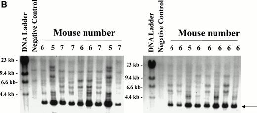 Fig. 6. Secondary CFU-S analysis for HaMDR1-transduced primitive hematopoietic cells. At time points from 10 to 24 weeks posttransplant, primary recipients from MDR1 versus DHFR competitive repopulation mice (n = 6) and MDR 15 were killed and BM cells were injected into secondary recipients. Day 12 CFU-S were obtained and DNA was prepared for Southern blot analysis. (A) DNA was restricted with EcoR1 and hybridized with a full-length MDR1 probe that allowed for simultaneous identification of a known fragment size and integration-site analysis. (B) A band of the expected size (3,464 bp, arrow) was seen in all CFU-S examined (88 of 88) from seven individual primary mice. Seventeen representative CFU-S are shown from primary mice nos. 5, 6, and 7 from Fig 5. Negative controls included CFU-S from mice transplanted with untransduced BM and showed two bands presumably from the endogenous MDR genes. Multiple integration patterns could be seen in CFU-S from mice receiving cells from the same expansion pool. Mouse no. 6 in particular showed engraftment with multiple stem cell clones.