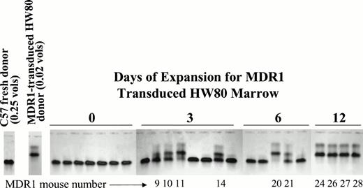 Fig. 7. Kinetic analysis of HaMDR1 transduced stem cell expansion. BM cells were transduced with the HaMDR1 retrovirus and expanded for the indicated time periods. HaMDR1 cells (0.02 hind limb volumes/HW80 background) were combined with fresh competed marrow (0.25 hind limb volumes/C57 background) and injected into lethally irradiated mice. Unexpanded MDR1 BM (day 0) did not result in reconstitution with MDR1-transduced cells. However, expansion for 3 to 12 days resulted in a progressive increase in the percentage of engraftment of MDR1 (HW80) marrow. The data shown are for mice analyzed 9 months after transplant. Identification numbers for mice engrafted with expanded BM are indicated below each lane. Due to the large number of cells on day 12, mice were injected with 0.01 hind limb volumes of HaMDR1 cells versus 0.125 hind limb volumes of fresh C57 cells.