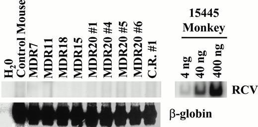 Fig. 9. Assay for RCR. PCR was performed on peripheral blood leukocyte DNA obtained from mice with a myeloproliferative disorder. DNA from an infected monkey 15445 served as a positive control for PCR and demonstrates the sensitivity of the assay (upper right). For test samples, 200 ng of template DNA was used for PCR with either oligos specific for RCV or for β-globin that served as an internal control. No helper genome was detectable in all samples tested. At the time of analysis all mice had elevated leukocyte counts except for MDR11. C.R. no. 1 is from the competitive repopulation experiment 1 (MDR1 vfresh marrow). MDR20 nos. 1, 4, 5, and 6 represent secondary transplanted mice from MDR20.