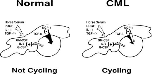 Fig. 1. Diagrammatic representation of the intercellular molecular mechanisms by which stromal cells may regulate primitive normal hematopoietic progenitors through a shifting balance in limiting concentrations of multiple positive and negative factors. A partial defect in the inhibitory arm of this mechanism may explain its failure to control the increased proliferative activity of primitive CML progenitors in the LTC system and in vivo.