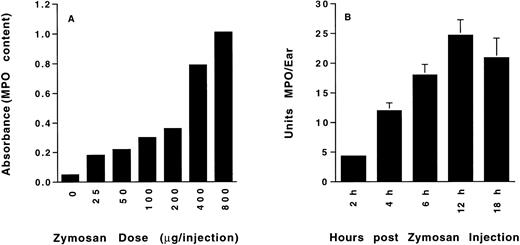 Fig. 1. (A) Dose-dependent zymosan-induced dermal neutrophil accumulation. Colorimetric determination of tissue myeloperoxidase content (OD 450 nm) of mouse ears was determined 8 hours after subcutaneous injection of the indicated amount of zymosan. n = 2 animals per group. (B) Time-dependent zymosan-induced dermal neutrophil accumulation. Tissue myeloperoxidase content of mouse ears, measured as described above and quantitated as units of myeloperoxidase per ear, was determined at the indicated time after the intradermal injection of 400 μg zymosan. n = 4 animals per group.