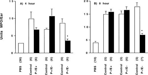 Fig. 4. Zymosan-induced neutrophil accumulation dependence on selectin genotype at (A) 4 hours and (B) 8 hours after injection. Tissue MPO content, measured by colorimetric enzymatic reaction and quantitated as units of myeloperoxidase per ear, was determined for each selectin-deficient genotype, and their genetically matched wild-type control (normal expression of both E- and P-selectin) 4 hours and 8 hours after intradermal injection of vehicle (PBS) or 400 μg zymosan. See text for normalized data and statistical comparisons. The bracketed number indicates the number of animals assessed per group. *P ≤ .05 for zymosan-injected E-/P-selectin–deficient mice versus zymosan-injected genetically matched wild-type control and versus zymosan-injected E-selectin–deficient or P-selectin–deficient mice.