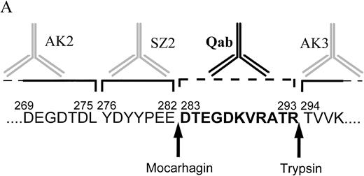 Fig. 3. Characterization of the quinine-dependent antibody binding domain on GPIbα. (A) GPIbα amino acid sequence residues 269 to 297. The specific cleavage sites for mocarhagin (a novel cobra venom metalloproteinase) and trypsin are shown. The MoAbs AK2, SZ2, and AK3 are specific for GPIbα. AK2 binds distal to amino acid 275, SZ2 between amino acids 276 to 282, and AK3 proximal to amino acid 294. The quinine-dependent antibody is interacting with GPIbα between amino acids 283 to 293. (B) After labeling the surface proteins of the CHO αβIX cells with biotin, the GPIbIX complex was immunoprecipitated using the MoAb panel. The presence of the GPIbα and GPIX native proteins was shown on the surface of the CHO αβIX cells. Lane 1 shows the components immunoprecipitated using AK3, lane 2 with AK2, and lane 3 with SZ2. After cleavage with mocarhagin, AK3 precipitated a 70-kD GPIbα component and the intact GPIX protein from the surface of the cells (lane 4). AK2 (lane 5) and SZ2 (lane 6) were able to precipitate a 40-kD GPIbα component from the supernatant collected after the cleavage step. (C) Sequential cleavage of GPIbα and checking the ability of the quinine-dependent antibody to continue binding enabled the definition of the domain to which the Ibα-specific antibody was binding. All MoAbs bound to the surface of the untreated L αβ cells. AK2 and SZ2 binding were inhibited after cleavage with mocarhagin. AK3 binding was still present, although at a lower level after cleavage with trypsin. The quinine-dependent antibody binding remained after cleavage with mocarhagin but was inhibited after cleavage with trypsin, indicating that the GPIbα-specific quinine-dependent antibody binding site is located between amino acids 283 and 293.